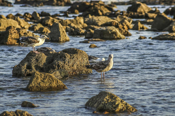 警惕海鸥在岩石海岸