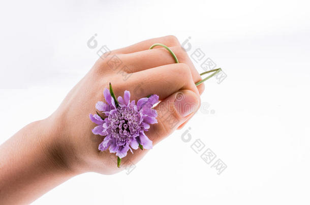 手拿着一朵<strong>紫色的</strong>花