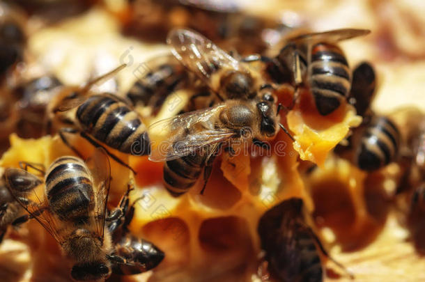 养蜂人养蜂场养蜂蜜蜂蜂巢