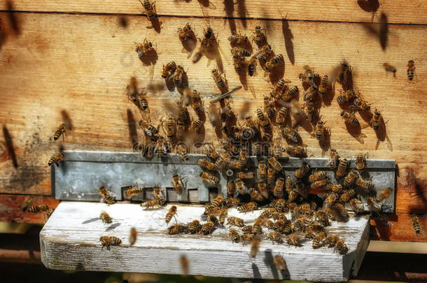 养蜂人养蜂场养蜂蜜蜂蜂巢