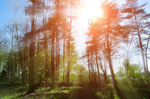 森林阳光明媚的景观-森林树木和阳光透过树顶照射。