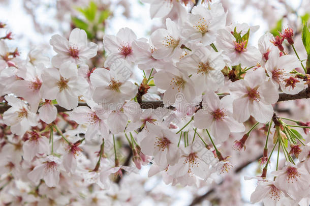 樱花自然背景，樱花季节。
