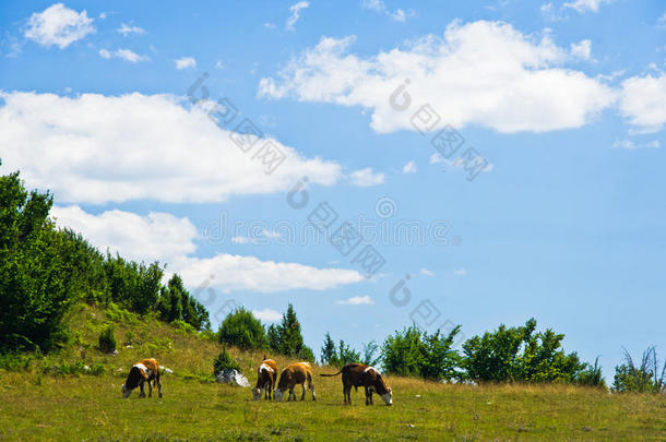 在阳光明媚的夏季早晨，草地上的奶牛，河流UVAC峡谷周围的景观