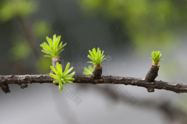 萌芽云杉枝，春季森林。 宏观视野，软焦点背景，浅景深度。 新生活，开始