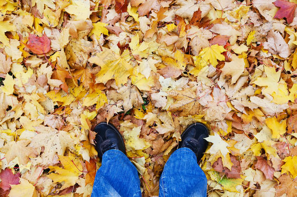 秋天的时光生活依然。 男人腿的顶部视图，蓝色牛仔裤和黑色运动鞋，皮鞋。 干燥的秋天枫叶