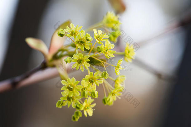 盛开的枫树。 有黄色花朵的树枝。 柔和的焦点。 春天的自然景观。 场的浅深度