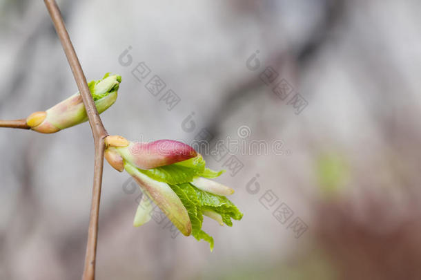 萌芽的林登树枝。 宏景芽，胚胎芽与新鲜绿叶。 软抽象背景。 春天的时候