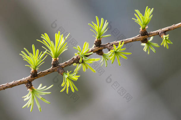 摘要抗菌剂芳香疗法背景开始