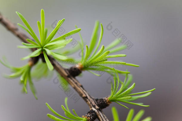 摘要抗菌剂芳香疗法背景开始