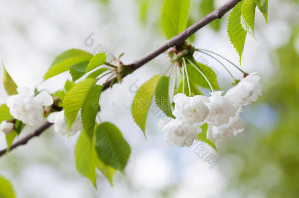 梅花蟹苹果，中国苹果枝。 梅花观赏树，花白色。 春天的时候