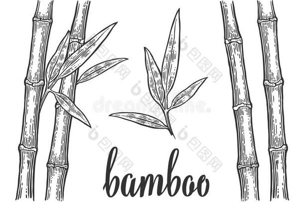 竹子，叶子白色的轮廓和黑色的轮廓。 手绘设计元素。 老式矢量雕刻