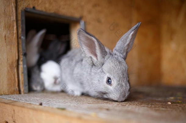 可爱的小兔子在农场的一个大木笼里