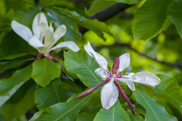 白玉兰花