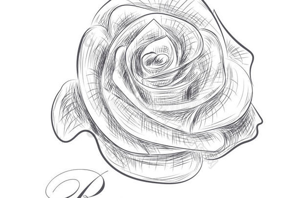 手绘玫瑰在白色背景上