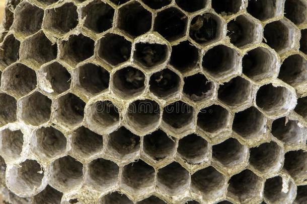 背景蜜蜂咬密室危险