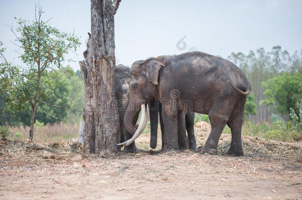 一群亚洲象在树后面