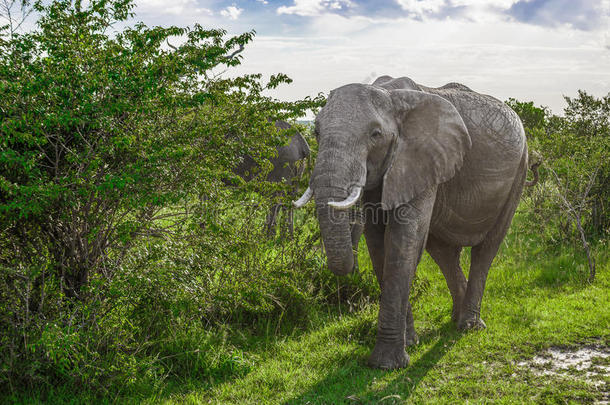 大非洲大象穿过马赛马拉国家公园（肯尼亚)的灌木丛）