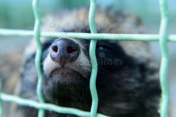 动物酒吧笼子犬科动物食肉动物