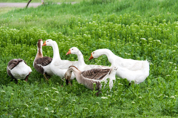 成群的鹅在村子里的青草上吃草
