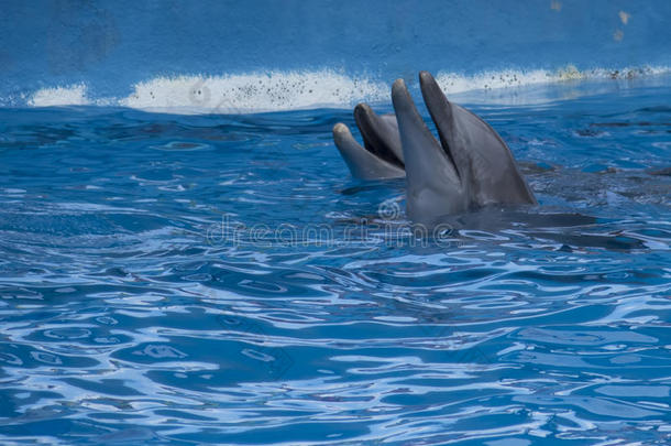 迈阿密水族馆的<strong>海豚</strong>