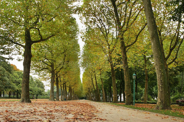 小巷秋天比利时的比利时布鲁塞尔