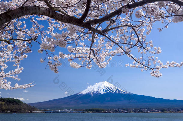 富士山与樱花在春天，Kawaguchiko湖，日本