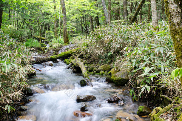日本龟井国家公园的仙人掌瀑布和苔藓岩石
