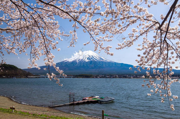 富士山与樱花在春天，Kawaguchiko湖，日本