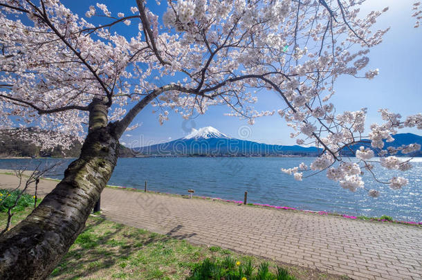 富士山与樱花在春天，Kawaguchiko湖，日本