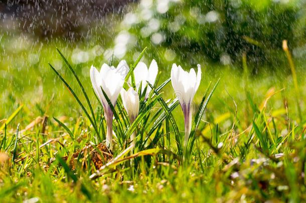 红花放在草地上，在阳光<strong>下下</strong>雨，<strong>小雨</strong>