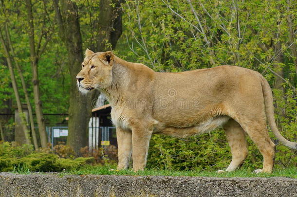 亚洲狮子（<strong>美洲豹</strong>）-受威胁的物种