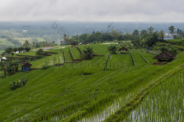 农业亚洲生态学生态系统环境