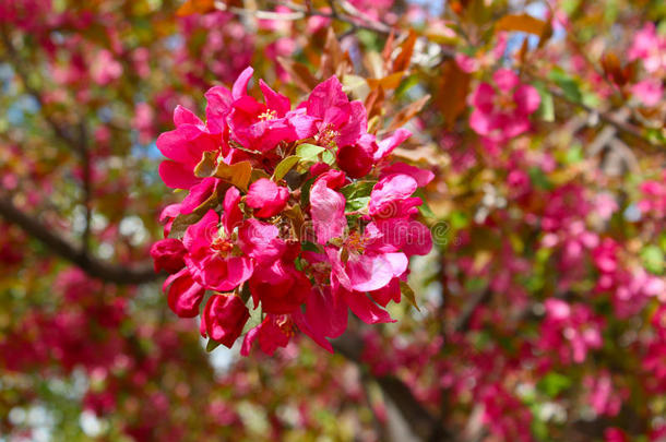 开花的树春<strong>时节</strong>