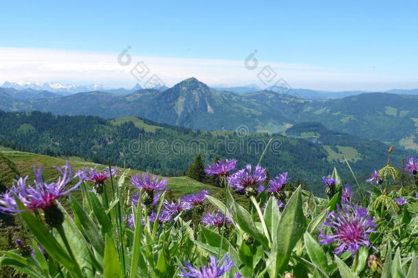 阿尔卑斯山海拔高度生态系<strong>统领</strong>域植物区系