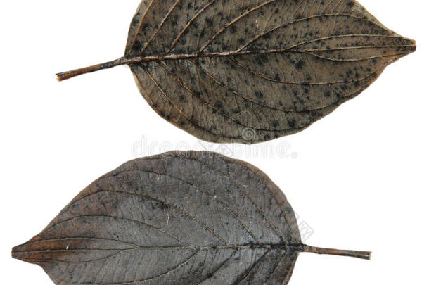 干叶杨<strong>黑银</strong>树在白色背景上分离叶，用于剪贴簿、叶物、秋叶