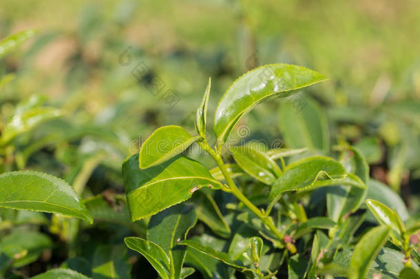 特写新鲜绿茶叶子