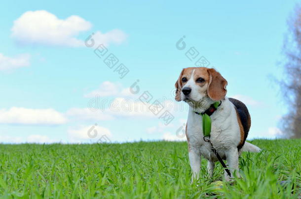 小猎犬美女后面蓝色云