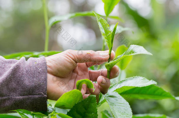 特写新鲜绿茶叶子