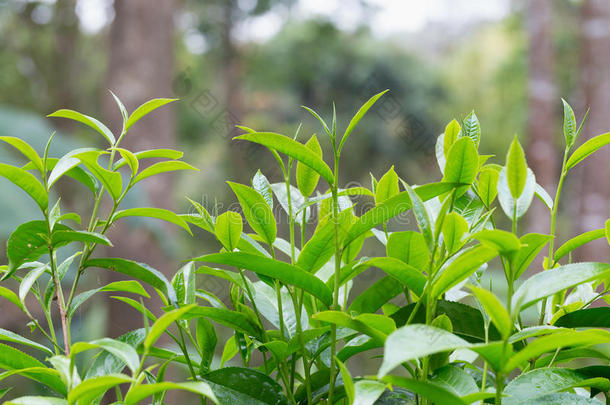 特写新鲜绿茶叶子