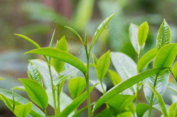 特写新鲜绿茶叶子