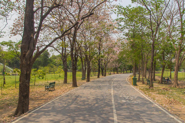 鲜花盛开的街道