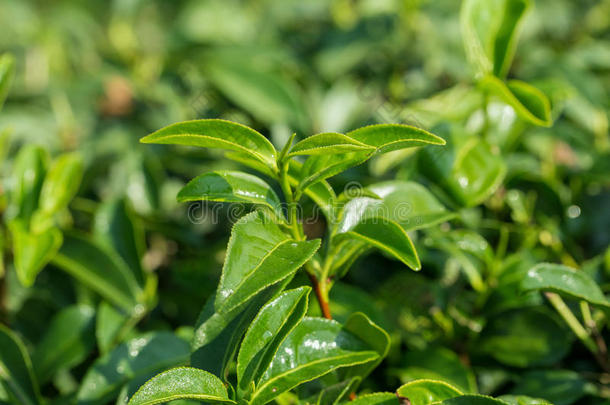 特写新鲜绿茶叶子