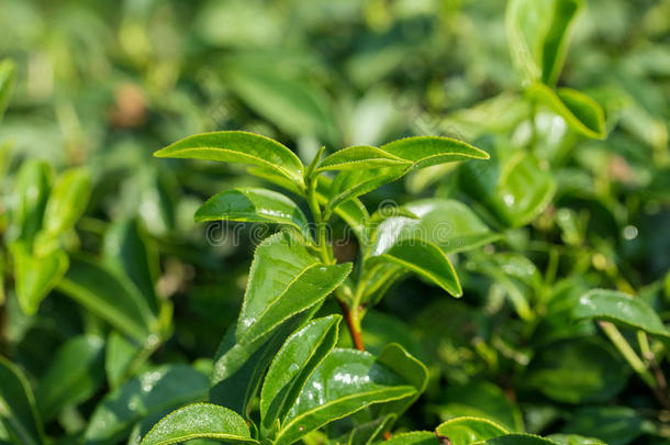 特写新鲜<strong>绿茶叶子</strong>