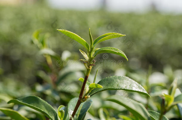 特写<strong>新鲜</strong>绿<strong>茶叶</strong>子