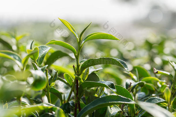 特写<strong>新鲜</strong>绿<strong>茶叶</strong>子