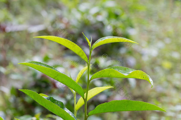 特写新鲜绿茶叶子