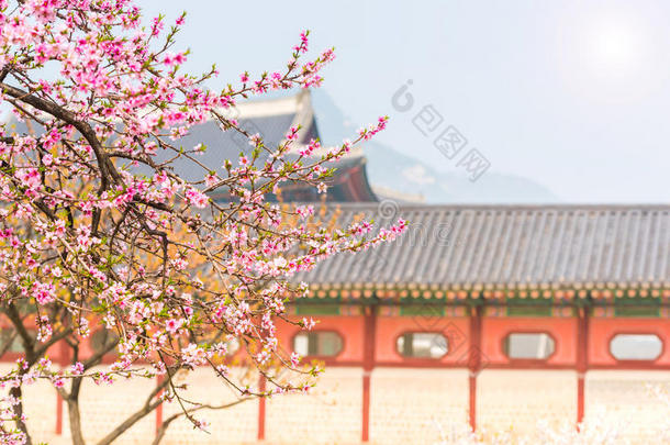 韩国首尔京博贡宫<strong>春樱</strong>花。