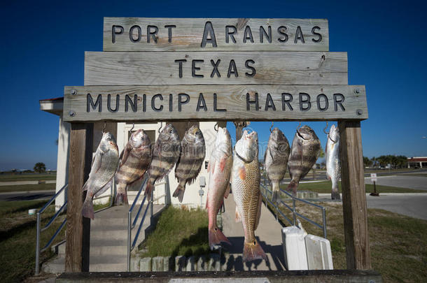 鱼挂在<strong>德克萨斯州</strong>阿兰纳斯港的清洁站上