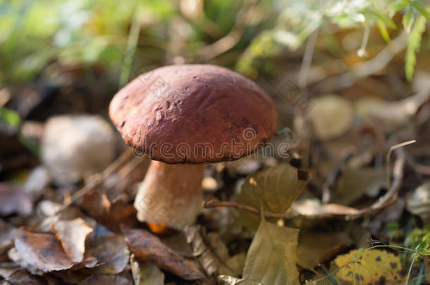 在森林里生长的可食用的蘑菇