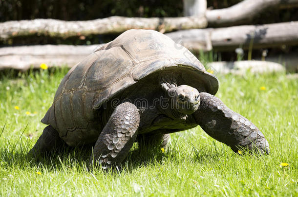 奥达布拉乌龟，迪波切利·杜苏米耶里，在草地上吃草